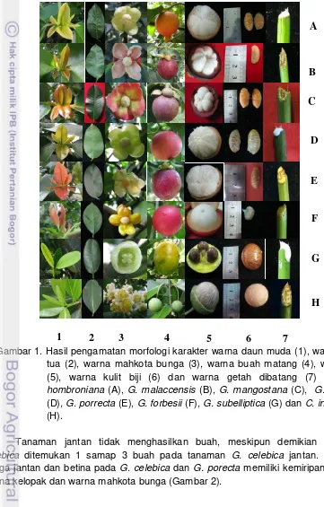 Gambar 1. Hasil pengamatan morfologi karakter warna daun muda (1), warna daun 