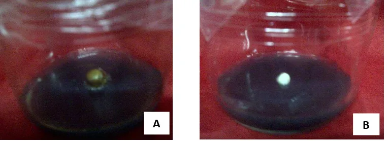 Gambar 1.  Eksplan embrio zigotik kelapa kopyor yang baru ditanam di media inisiasi awal 