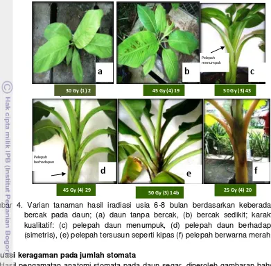 Gambar 4. Varian tanaman hasil iradiasi usia 6-8 bulan berdasarkan keberadaan 