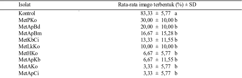 Tabel 4. Sporulasi jamur Metarhizium spp. pada tubuh pupa C. cramerella setelah 7 hari inkubasi