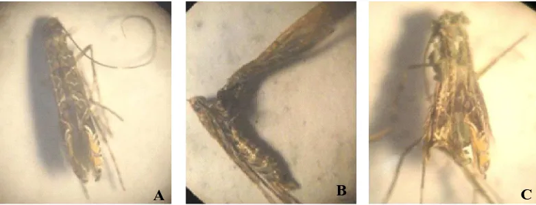 Gambar 3. Imago C. cramerella pada perbesaran 40x. A = imago normal, B = imago cacat, dan C = imagoterinfeksi  Metarhizium spp.