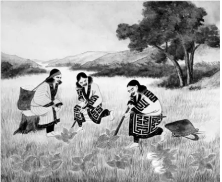 Figure 7. Ainu women involved in the collection of Heartleaf lily [Lilium cordatum](Credits: Hakodate Central Library)