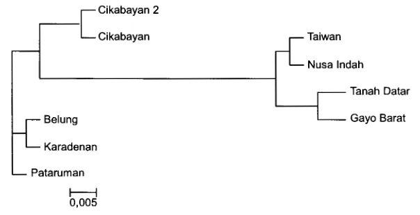 Gambar 5. Hubungan filogenetik asam amino CP dari 9 isola! ChiVMV yang berasal dari Cikabayan (Jawa Barat), Karadenan (Jawa Tengah), Belung (Jawa Timur), Nusa lndah (Kalimantan Selatan), Tanah Datar (Sumatera Barat), Gayo Barat (Aceh Tengah) dengan isola! 