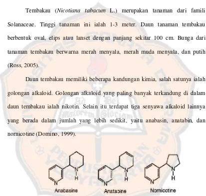 Gambar 1. Struktur molekuler anabasin, anatabin, dan nornikotin (Burton, Bush, dan Hempfling, 1999)