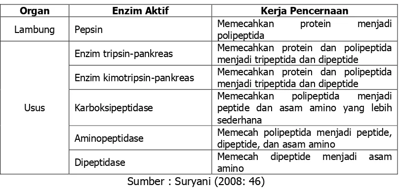 Tabel 1. Proses Pencernaan Protein 