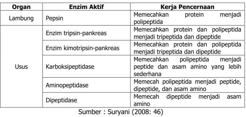 Tabel 1. Proses Pencernaan Protein 
