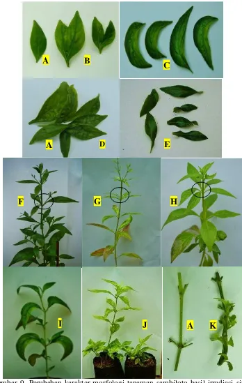 Gambar 9. Perubahan karakter morfologi tanaman sambiloto hasil irradiasi sinar gamma pada beberapa generasi, A: daun/batang normal, B: daun belah, C: daun asimetris, D: daun keriting, E: daun gulung, F: daun 3, G: daun 4, H: daun 5, I: tanaman berdaun asim