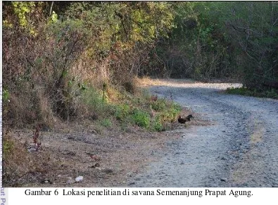 Gambar 6  Lokasi penelitian di savana Semenanjung Prapat Agung. 