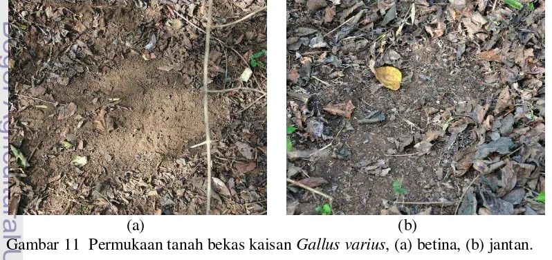Gambar 11  Permukaan tanah bekas kaisan Gallus varius, (a) betina, (b) jantan. 