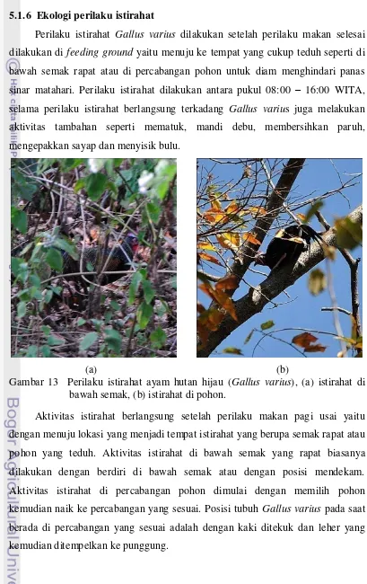 Gambar 13  Perilaku istirahat ayam hutan hijau (Gallus varius), (a) istirahat di 