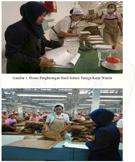 Gambar 1. Proses Penghitungan Hasil Sortasi Tenaga Kerja Wanita 