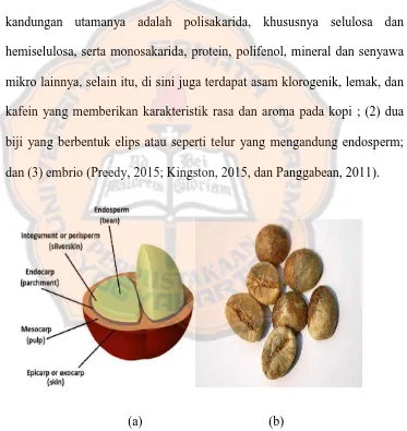 Gambar 2.2 a) Struktur buah kopi Robusta (Preedy 2015) dan b) Morfologi biji kopi Robusta (Panggabean, 2011) 