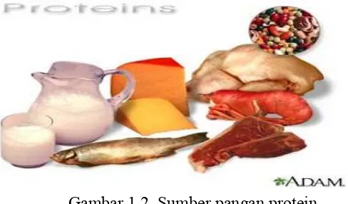 Gambar 1.2. Sumber pangan protein 