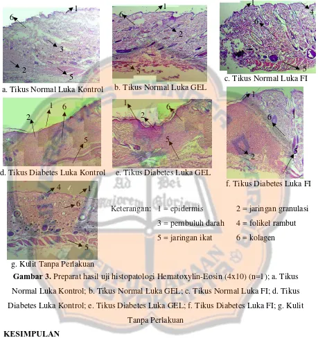 Gambar 3. Preparat hasil uji histopatologi Hematoxylin-Eosin (4x10) (n=1); a. Tikus 