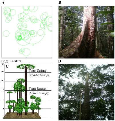 Gambar 10  Profil tegakan hutan gambut primer: horizontal (A), vertikal (C) dan kondisi riil di lapangan: B dan D