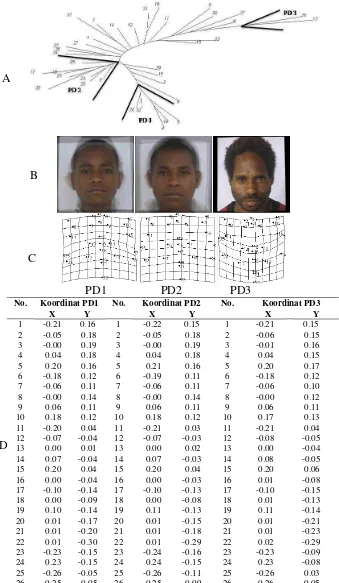Gambar 9. Pengelompokan wajah depan pria Arfak yang mirip dengan metode Neighbour Joining (A), visualisasi gambar (B), grid deformasi terhadap bentuk umum (C), dan koordinat landmarknya (D) 