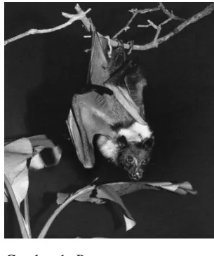 Gambar 1  Pteropus vampyrus 