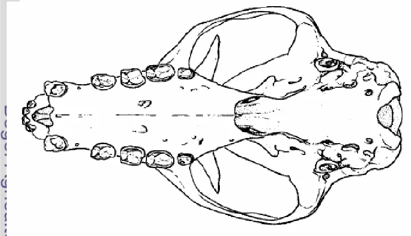 Gambar 2  Susunan gigi Pteropus vampyrus tampak ventral 