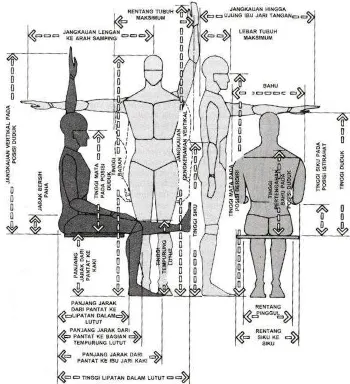 Gambar 5. Berbagai ukuran tubuh manusia yang paling sering  digunakan oleh perancang interior (Sumber: Panero, 2003) 