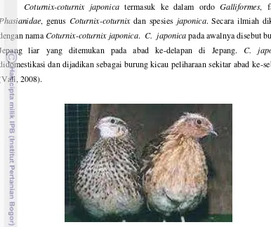 Gambar 1. Coturnix-coturnix japonica Betina (kiri) dan Jantan (kanan) 