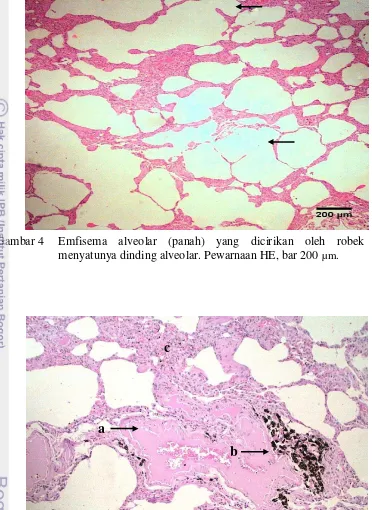 Gambar 5 Alveol paru-paru singa yang mengalami edema (a), anthracosis di 
