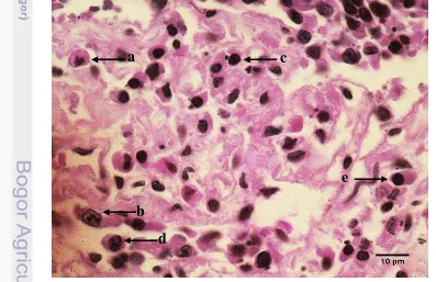 Gambar 9 Enteritis mukopurulenta pada usus singa dengan sel radang eosinofil 