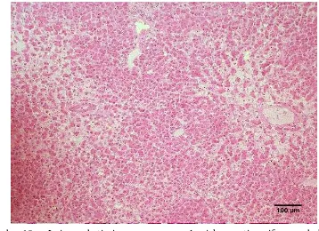 Gambar 10   Jaringan hati singa yang mengalami kongesti pasif menyebabkan hepatosit atrofi dengan pola sentrolobular serta adanya endapan protein di sinusoid