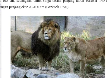 Gambar 1  Morfologi singa jantan (kiri) dan betina (kanan) (Mazur 2008). 