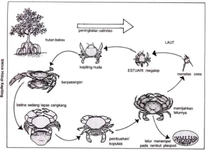 Gambar 1. Siklus Hidup Kepiting Bakau (Kasry, 1991) 