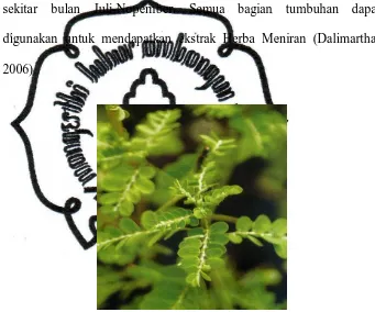 Gambar 1. Meniran (Phyllanthus niruri L.) (Badan POM RI, 2006) 