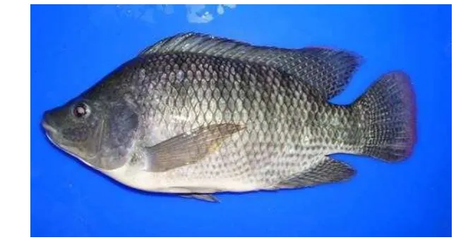 Gambar 1 Ikan nila (Oreochromis niloticus) 