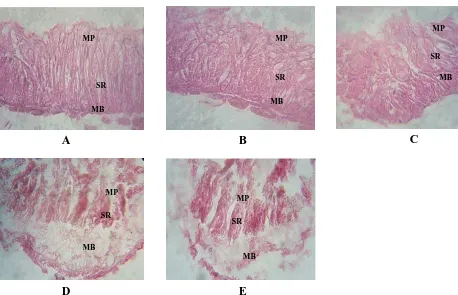 Gambar 2.  Kerusakan struktur membran peritrofik akibat infeksi SlNPV pada selang waktu tertentu