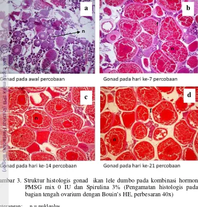 Gambar 3. Struktur histologis gonad  ikan lele dumbo pada kombinasi hormon 