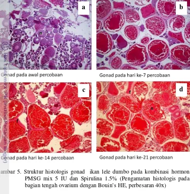 Gambar 5. Struktur histologis gonad  ikan lele dumbo pada kombinasi hormon 