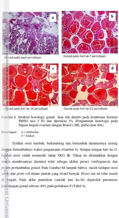 Gambar 6. Struktur histologis gonad  ikan lele dumbo pada kombinasi hormon 