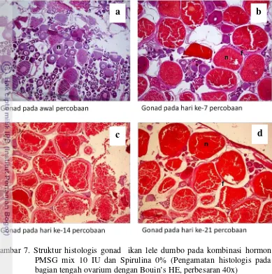 Gambar 7. Struktur histologis gonad  ikan lele dumbo pada kombinasi hormon 