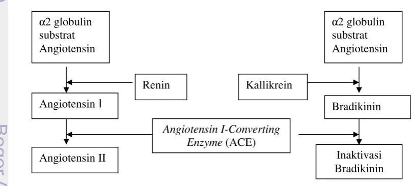 Gambar 5. Mekanisme ACE dalam meningkatkan hipertensi (Beevers & Greegor1987).