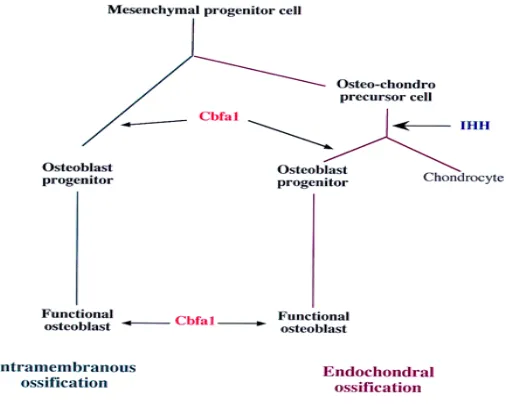 Gambar 2.1 Kontrol Genetik  pada Aktivitas Deferensiasi Osteoblas  dari Sel Progenitor  (Karsenty, 1999)