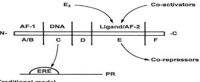 Gambar 2.1 Struktur Reseptor Estrogen  (Levin,2001) 