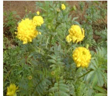 Gambar 1. Tanaman Marigold (Tagetes erecta) 