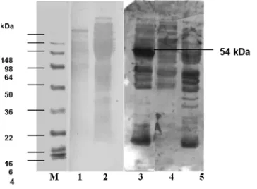 Figure 5.  Profile lisat recombinant protein in 12%polyacrilamid gel M. Protein Marker, Lane 1.Recombinant  Protein, Lane 2