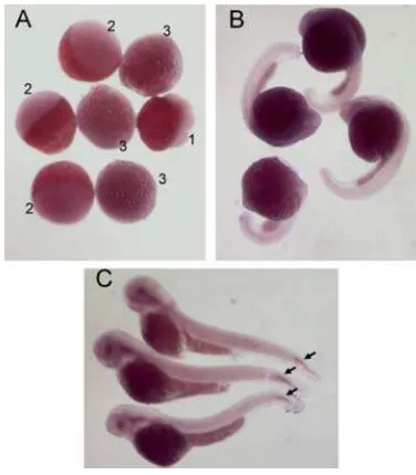 Figure 4. RT-PCR for zebrafish HtrA1. The variousstages of zebrafish RNA in the present or absent ofreverste transcriptase (RT) were used in the RT-PCRanalysis