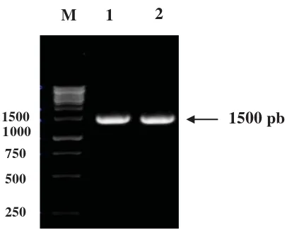 Figure 1. Ampliendoxylanase gene with primer I (F-SC1) and primer II (R-SCI) which extension direction of which is outward