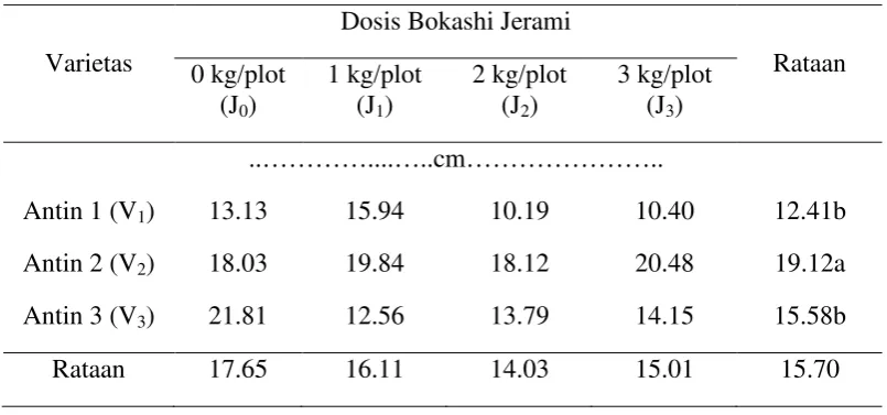 Tabel 2. Panjang umbi per sampel dengan perlakuan varietas dan pemberian berbagai dosis bokashi jerami padi 