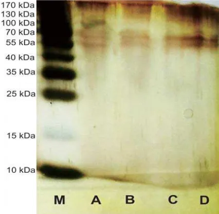 Figure 2. Protein bands appeared in SDS-PAGE gel. (M) is marker protein while number (A) is crude enzyme,  (C) is enzyme after ammonium sulfate precipitation, (E)  is enzyme from dialysis, (D) is enzyme from chromatography