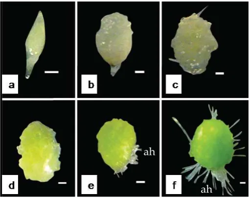 Figure 3. Development of embryos on NP medium. (a). 0 DAS; (b). Swollen embryo with broken testa at 5 DAS; (c)