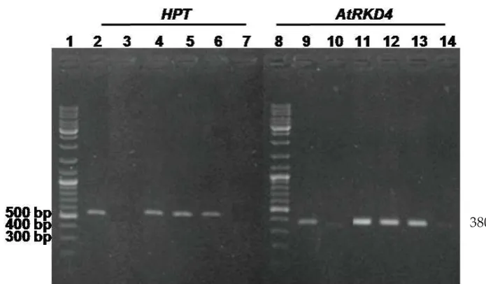 Figure 5.  Detection of 7001; lane 10: Non transformant plants; lane 11-13 Transformants candidates T#1, T#6, 500 bp DNA fragment of HPT gene from pTA7002 plasmid; lane 4-6 transformant candidates T#1,T#6, T#11, respectively; lane 7: T#13 transformant cand