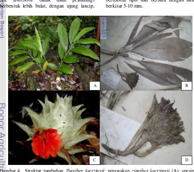 Gambar 4 Struktur tumbuhan Zingiber loerzingii: perawakan zingiber loerzingii (A); spesimen tipe Herbarium Kebun Raya Bogor (B); bentuk perbungaan Zingiber loerzingii (C); spesimen perbungaan Zingiber loerzingii (D)