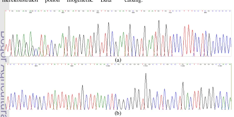 Gambar 8 Elektroferogram hasil sequencing DNA Zingiber loerzingii; (a) Sekuen forward; (b) 