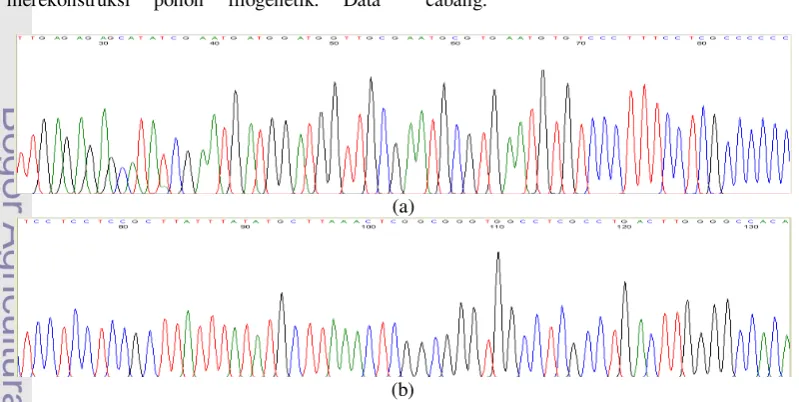 Gambar 8 Elektroferogram hasil sequencing DNA Zingiber loerzingii; (a) Sekuen forward; (b) 
